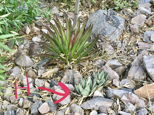 Agave flexispina