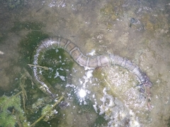 Homalopsis buccata