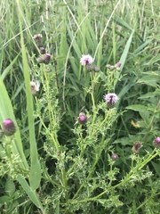 Cirsium arvense