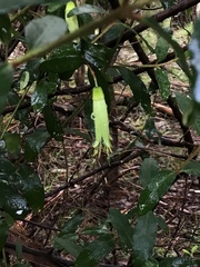 Correa glabra