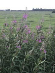 Chamaenerion angustifolium