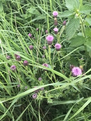 Cirsium arvense