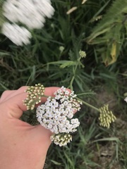 Achillea millefolium