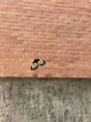 Mesoleuca albicillata