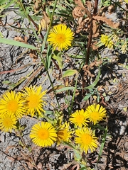 Pentanema britannica