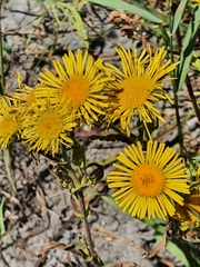 Pentanema britannica