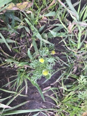 Matricaria discoidea