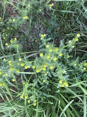 Matricaria discoidea