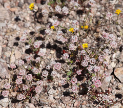 Lessingia tenuis