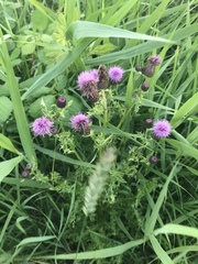 Cirsium arvense