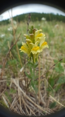 Linaria buriatica
