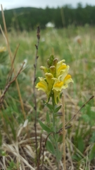 Linaria buriatica
