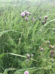 Cirsium arvense