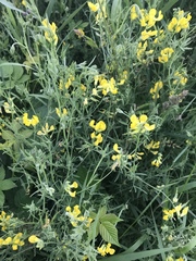 Lotus corniculatus