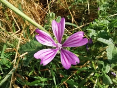 Malva sylvestris sylvestris