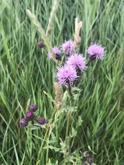 Cirsium arvense