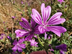 Malva sylvestris sylvestris