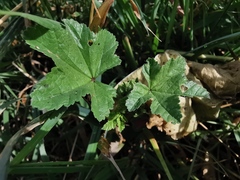 Malva sylvestris sylvestris