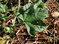 Malva sylvestris sylvestris
