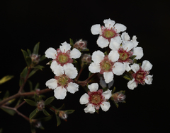 Leptospermum erubescens