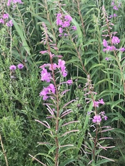 Chamaenerion angustifolium