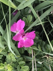 Rosa rugosa