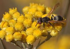 Helichrysum phylicaefolium