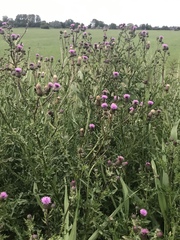 Cirsium arvense
