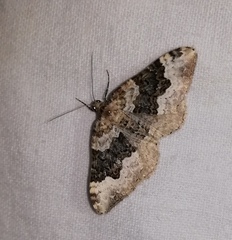 Epirrhoe galiata