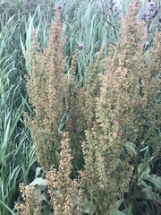 Rumex