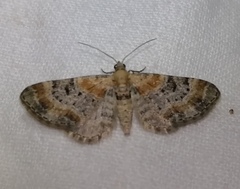 Eupithecia linariata