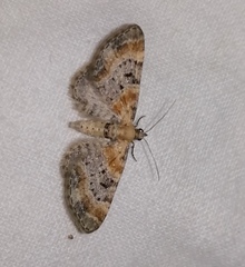 Eupithecia linariata