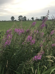 Chamaenerion angustifolium