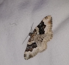 Epirrhoe galiata