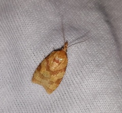Sparganothis pilleriana