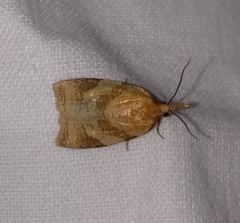 Sparganothis pilleriana