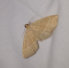 Trisateles emortualis