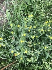 Matricaria discoidea