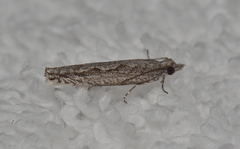 Hermenias rivulifera