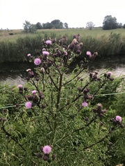 Cirsium arvense