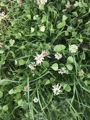 Trifolium repens