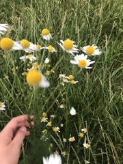 Matricaria chamomilla