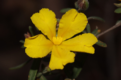 Hibbertia hypericoides hypericoides