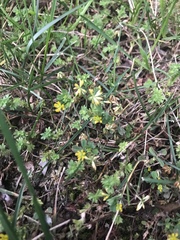 Trifolium dubium