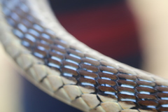 Dendrelaphis tristis