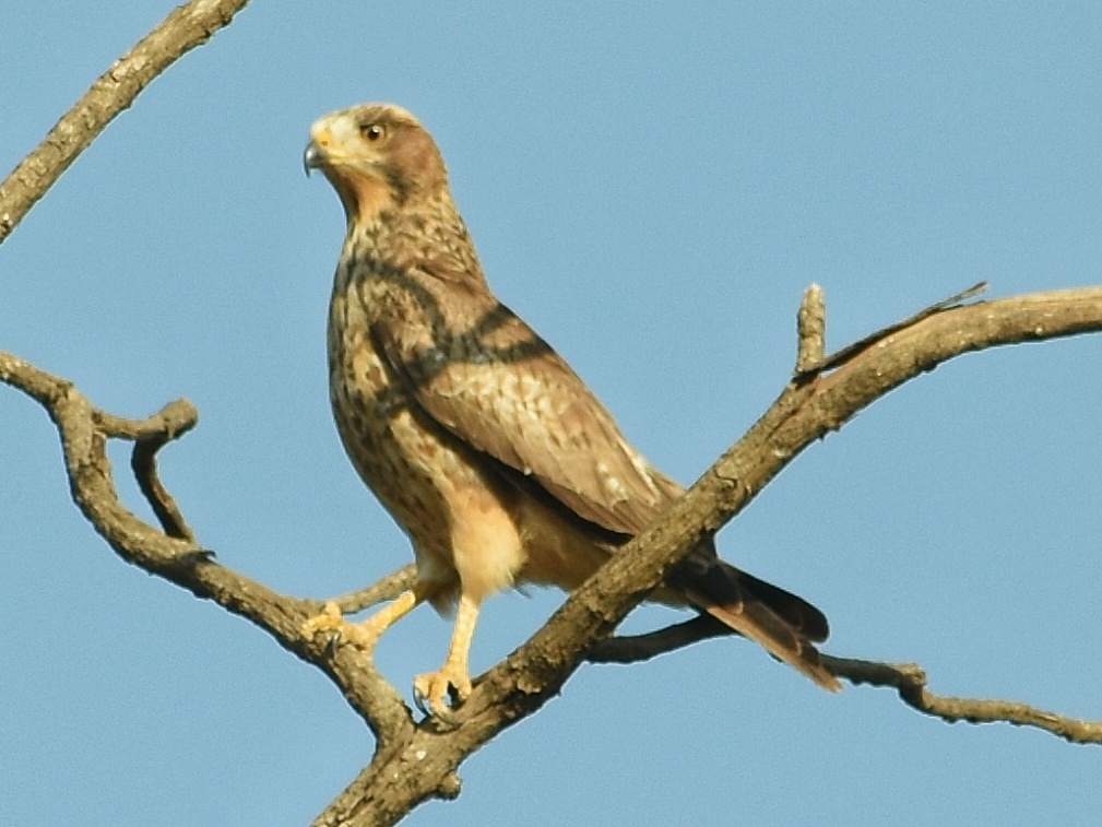 White-eyed Buzzard