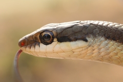 Dendrelaphis tristis