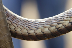 Dendrelaphis tristis