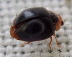 Scymnus auritus