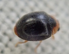 Scymnus auritus